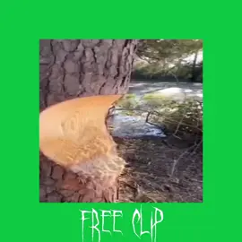 free clip for me#xuhuong #fyp #viral #old #2020 