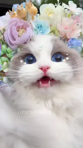 Opium #viral #foryou #trending 
