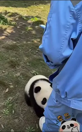 #fubao #福宝 #パンダのフーバオ #푸바오 