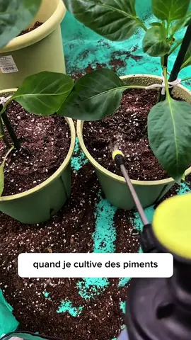 🌶️ 3 astuces simples pour avoir beaucoup plus de piments au potager ! #PotagerFrançais #JardinageFrance #AstucesJardinage #Piment
