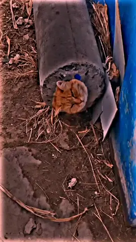 #foryou #myvideo #animal #sad #fyp 