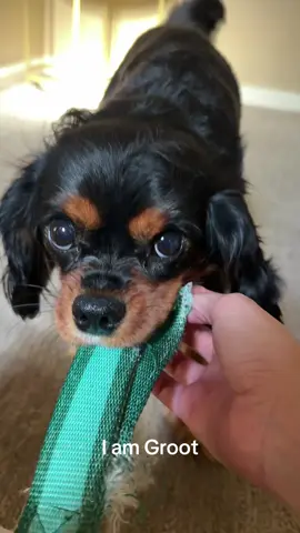 No thoughts in his head 🐶#puppiesoftiktok #puppytiktok #puppylife #kingcharles #foryoupage 