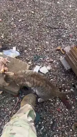 poor kitty's 🥹  #foryoupage❤️❤️ #fyp #sad #poorkitty #cats 