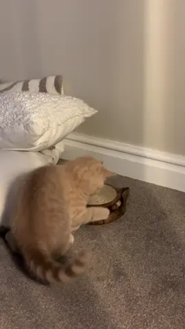 Just wanted to play with the balls 😂😂😂 #funnymoments #funnycatvideo #britishshorthaircats 