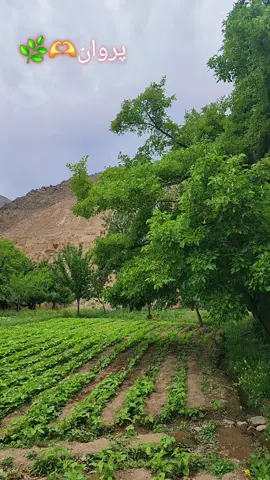 #🇦🇫❤️ 