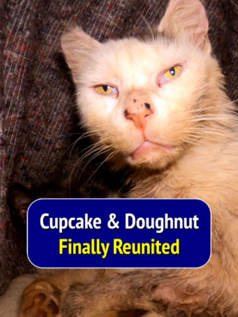 ❤️ Finally Reunited ❤️ SOUND ON 🐱 . Cupcake and Doughnut's full rescue video is on my YouTube channel, link in bio. A story of endurance, bravery, love and loss. I learnt a lot from these two furry souls. . 🐱 🐱 Thank you for your support: https://www.paypal.com/paypalme/rescuecatsmanchester OR https://gofund.me/53059b0a4 (clickable links in bio) 🐱❤️ . @rescuecatsmanchester Tiffany Dodd, Cat Rescue, Manchester, UK. . #pets #adoptdontshop #cat #cats  #animals #manchester