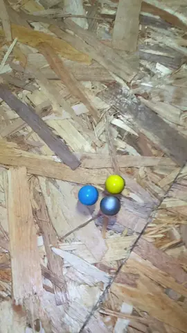 🌟 Cada carrera cuenta una historia diferente.🏁🏆#win #marblerace #oddlysatisfying #asmr #funn 