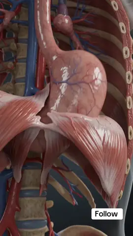 Ever wondered what actually causes severe acid reflux and chest discomfort? 🫀 A Hiatal Hernia happens when the upper portion of the stomach pushes upward through the diaphragm into the chest cavity. This anatomical shift prevents the lower esophageal sphincter from closing properly, allowing harsh stomach acid to flow backward into the esophagus. 💡 Watch this photorealistic 3D medical animation to see how a hiatal hernia triggers chronic heartburn! #HiatalHernia #AcidReflux #GERD #MedicalAnimation #HumanAnatomy     
