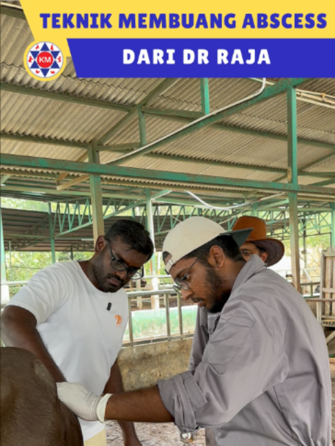 Teknik Membuang Abses Dari Dr Raja ! #veterinar #penternakan #kmvetpharm #lembu #abcess