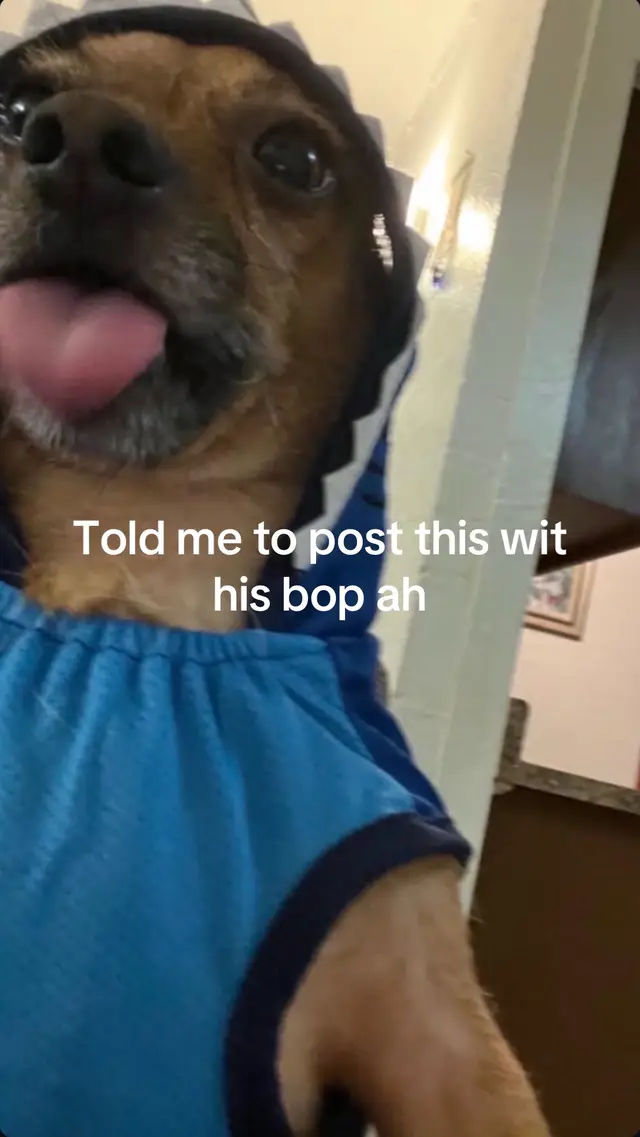 #fyp #dog #bop 