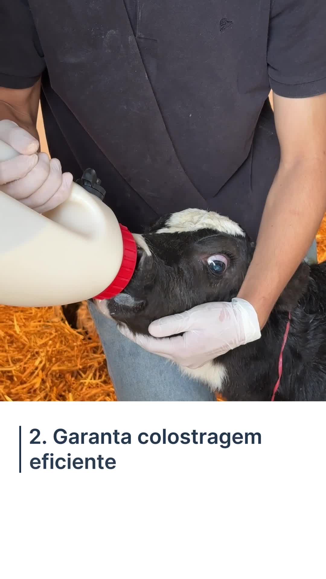 As primeiras semanas de vida da bezerra são decisivas para tudo o que vem depois. Nutrição, saúde intestinal, desenvolvimento ruminal e imunidade construídos nessa fase influenciam diretamente a idade ao primeiro parto, a longevidade e até a produção de leite da futura vaca. Por isso, fazendas de alta performance não enxergam a recria como um custo, mas como um investimento no futuro do rebanho. Quer aprender a construir bezerras mais saudáveis e vacas mais produtivas? Clique no link da bio e conheça os treinamentos da Santafé Agroinstituto.
