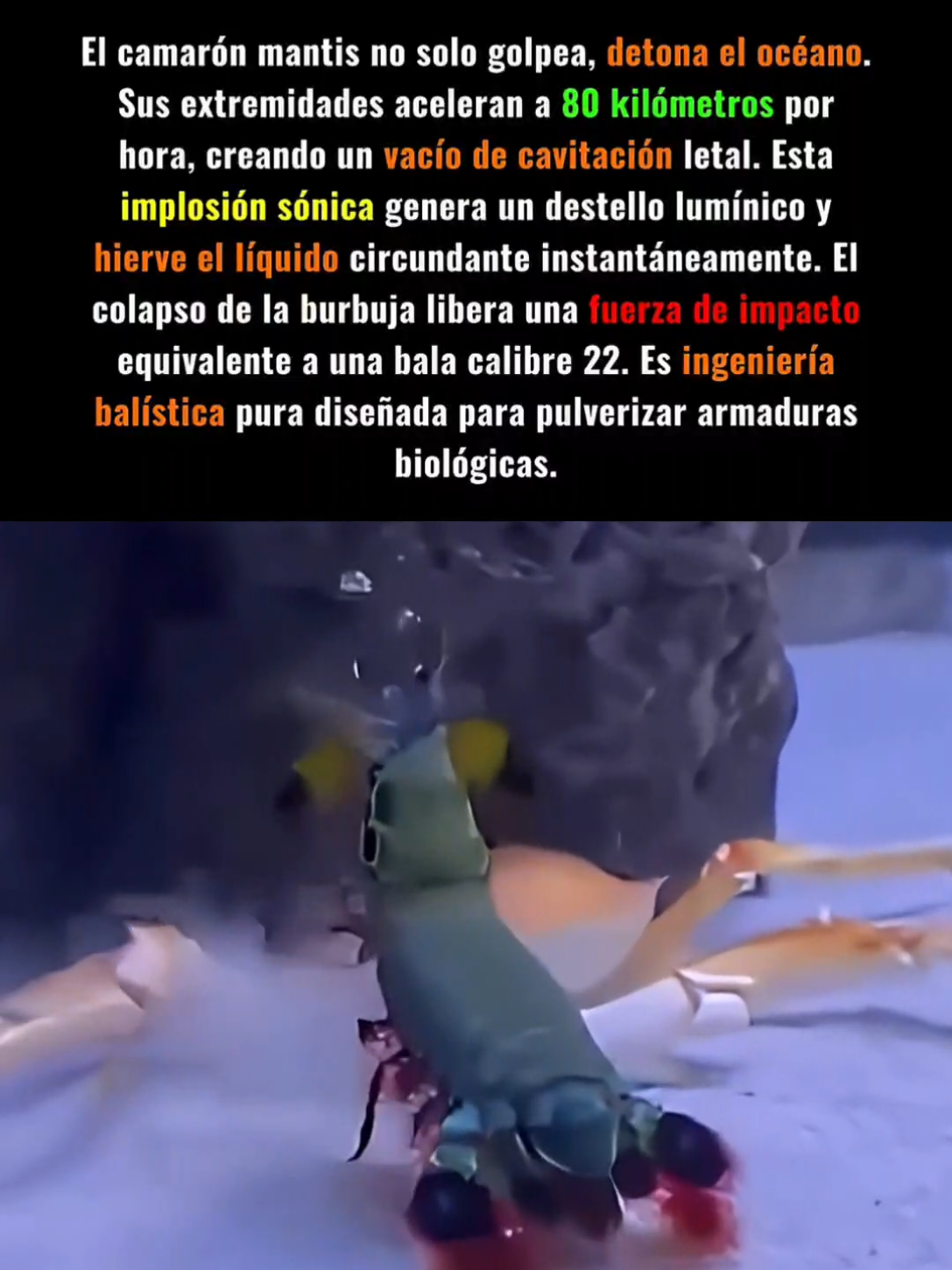 🦐 El camarón mantis representa la cúspide de la biomecánica destructiva. Al desplegar sus apéndices a velocidades extremas, manipula la presión hidrodinámica para crear burbujas de cavitación. Este fenómeno físico no solo genera temperaturas cercanas a las del sol a escala microscópica, sino que emite destellos de luz por sonoluminiscencia. Cuando esta bolsa de vacío colapsa sobre su presa, emite una onda de choque secundaria tan devastadora como el impacto inicial. Esta estrategia de doble golpe garantiza la fractura de caparazones gruesos, demostrando que la evolución puede crear armamento balístico perfecto en el lecho marino. En términos simples: Un crustáceo que golpea tan rápido que hace hervir el agua y dispara ondas de choque letales. Aviso Legal: El material visual se utiliza bajo la doctrina de Uso Justo (Fair Use - Sec. 107) con fines educativos y documentales. #camaronmantis #biologiamarina #fuerzaletal #cazasalvaje #documental 