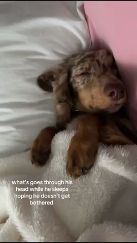 how could I not? 😓😓 #minidachshund #fypシ #dogsoftiktok #puppy #funnydog 