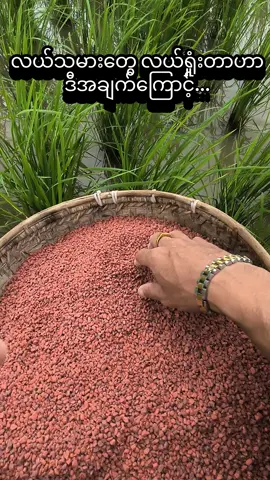 #တောင်သူကြီးတို့အဆင်ပြေစေ #မိုးစပါး🌾🌾🌾 #နွေစပါး🌾🌾🌾 #လယ်ယာမြေ #အကျိုးရှိမယ်လို့မျော်လင့်ပါတယ်။ 