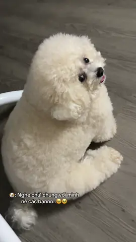🙎🏻‍♀️: ồn ào trong sự im lặng #trúcanhiee #bécủcải🐶 #bichon #poodle 