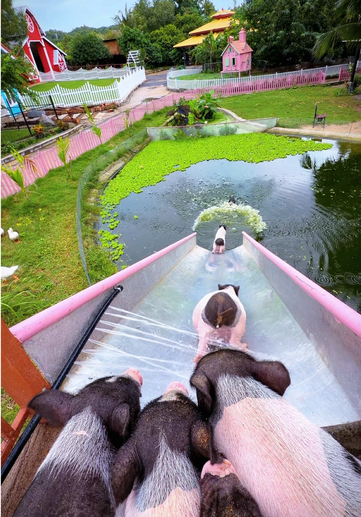 Piglets are sliding down to swim in wide angle #pig #cuteanimal  #fun  #KeatFarm  #swimming 