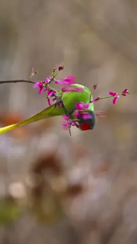 Slaty-headed Parrot ❤️😍🥰#500k #viral #unfreezemyaccount #everyone #creatersearchingsight 