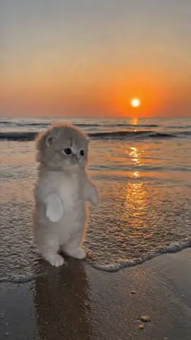 hermosa pareja de gatitos bailando en la playa 💕 
