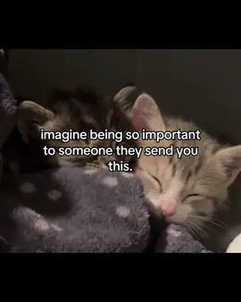 #us #Love #couple #cute #kittens 