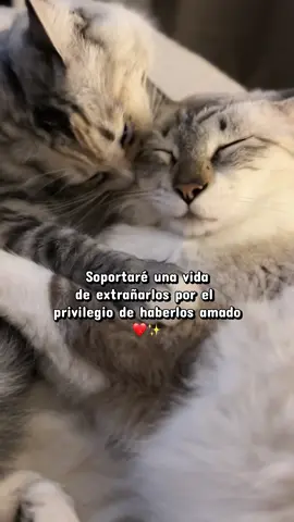 Sin duda ❤️🐾 #vidadegato #cat #viral #gatos #catsoftiktok 