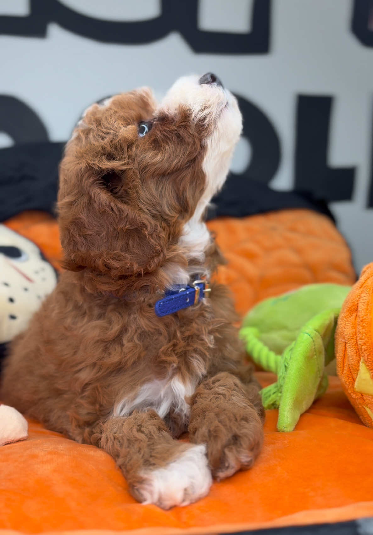 She’s Fire 🐩🔥❤️😍 #fancytoypoodles #redpoodle #toypoodle #wedeliver 