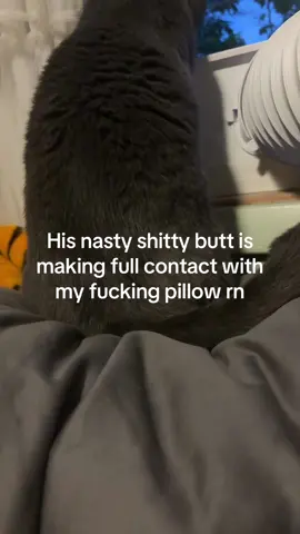 Butt on my pillow situation is crazy #nastycat #cat #grey 