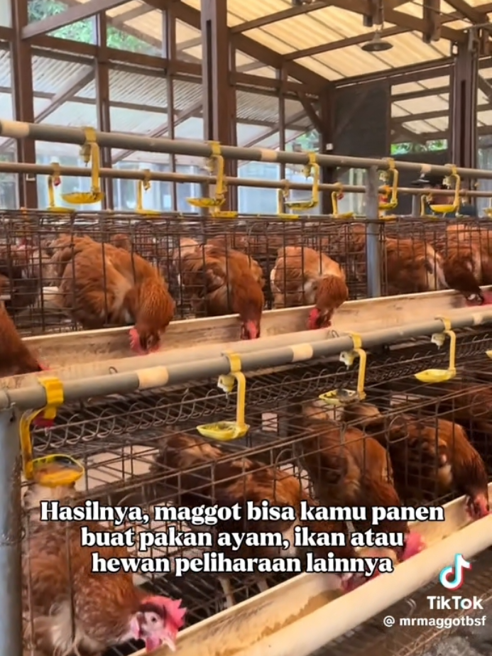 cara budidaya maggot magot Grinbox (Greenprosa Inovation Box) adalah box budidaya Maggot bsf (Black Soldier Fly) buatan Greenprosa yang di rancang khusus untuk membantu masyarakat mengolah sampah organik secara mandiri dan efisien. Dengan design yang complex, mudah di gunakan di rumah, sekolah, UMKM, hingga komunitas. z7886bah #pakanalternatif #budidaya #maggot #usahakecilkecilan #usaharumahan 