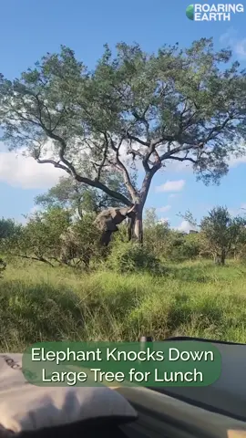 Elephant Takes Down Large Tree 🐘🌳  A hungry elephant shows off its raw power in this incredible sighting cauhgt on camera in South Africa's MalaMala Game Reserve. Curator’s-Note:  It's not just the leaves this bull is after, but the roots and bark as well.  Nothing will stand in the way of this mighty animal and a full course meal. By: Roaring Earth