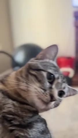 #cat