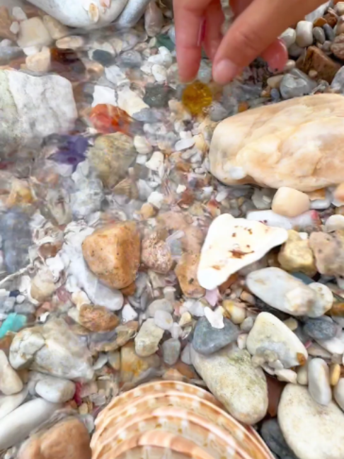 Clean lake water. Pearl oyster. shell pearls #pearl #pearls #viral #river #outdoorliving #fyp