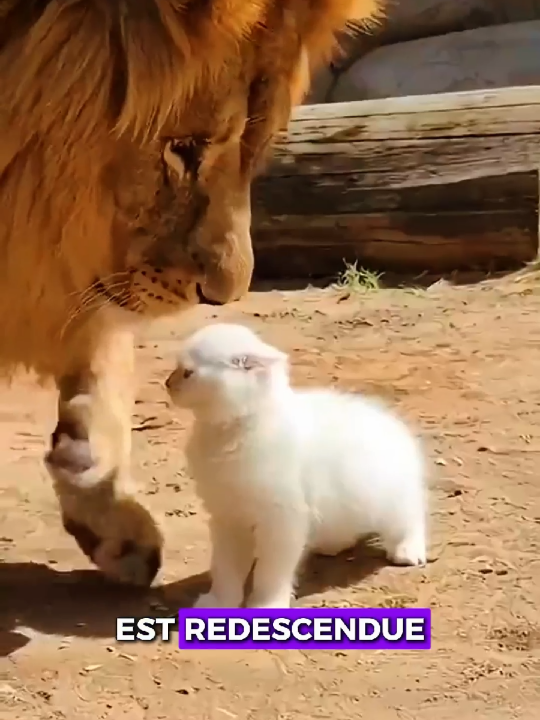 🐱❤️ La chatte qui est tombée amoureuse du lion 🦁#Lion #chat #animaux #Incroyable #momentviral 