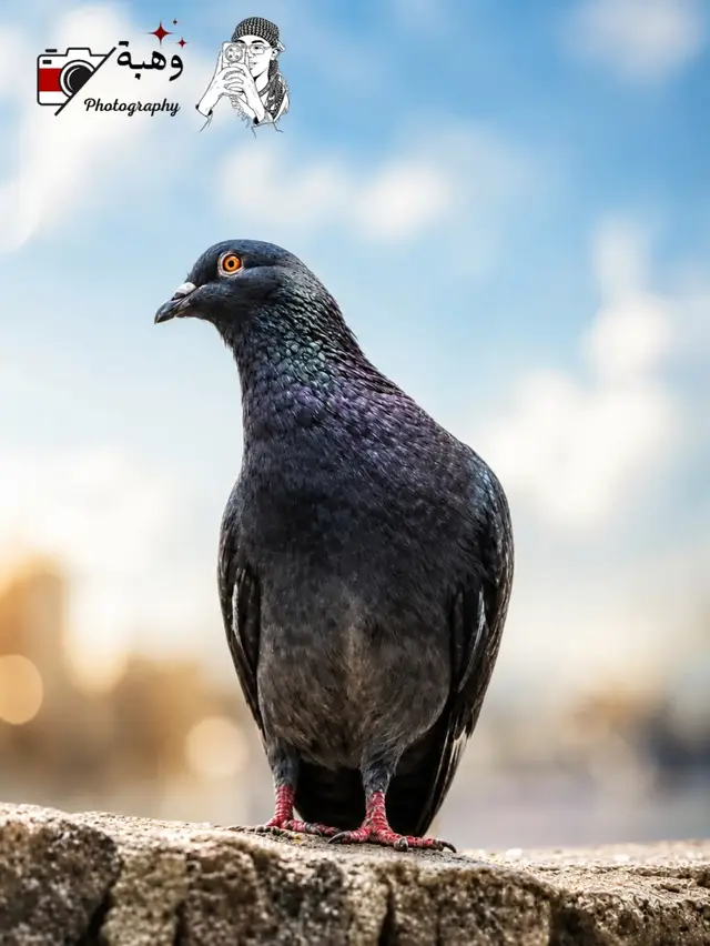 #تصويراحترافي 