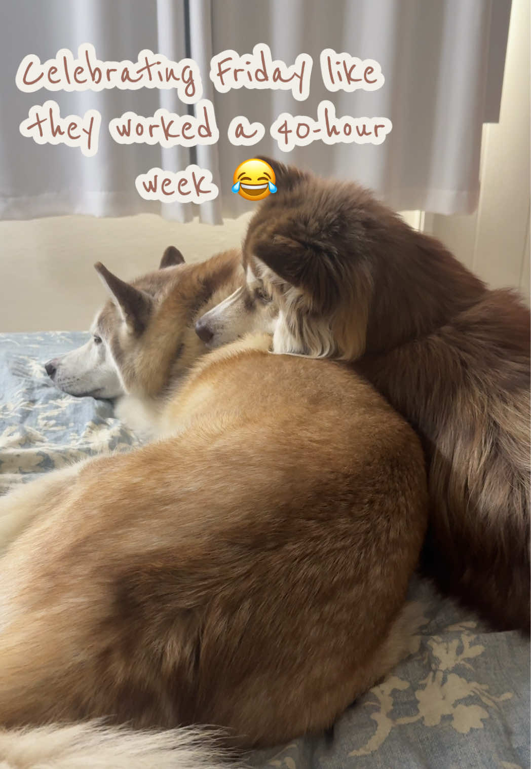 Happy Friday to everyone except the pets who don’t know what a work week is. #dogsoftiktok #huskysoftiktok #huskylife #dogtok #lazydog 
