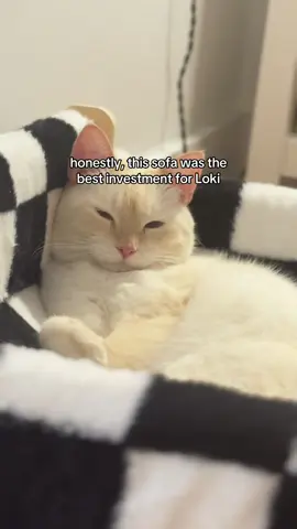 #cat #pet #petproduct #cattok #catowner @Acehome 