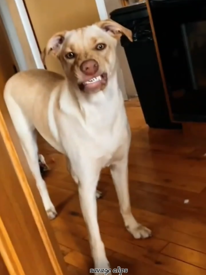 I no good ooh 😂😂  #gehgeh #gehviral #gehgehsound #funnydogvideos #dog 