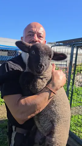 Black Suffolks baby lamb. Our newest addition. #blacksuffolk #suffolk #fyp #viral  #xyzbca 