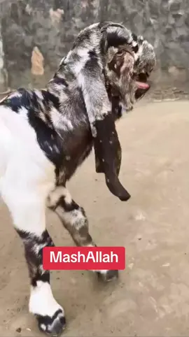 #ماشاءاللہ_سبحان_اللہ  #شوقین_حضرات_چیک_کرو  #بکریاں_چرانا_سنت😍😍😍😍_رسول_ہے  #trending_viral_video  #unfrezzmyaccount 