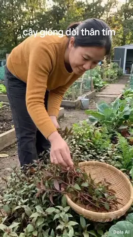 Cây giống dòi thân tím một loại cây không thể thiếu trong khu vườn nhà bạn rất tốt cho sức khỏe