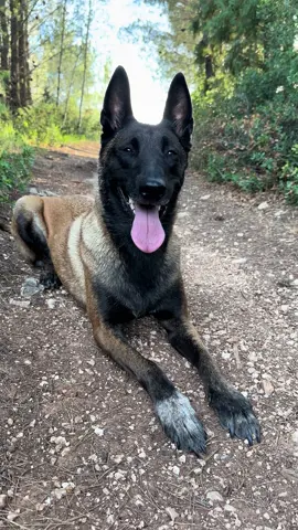 Les yeux ne mentent pas 🥹 #malinois #Love 