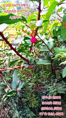 #መርጌታመክብብ #ethiopian_tik_tok🇪🇹🇪🇹🇪🇹🇪🇹 