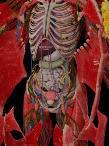 From Muscles to Internal Organs 🫁🫀🧠@drbahaadmour ────────── The human body is not a collection of isolated organs — it is a deeply connected anatomical system working in perfect coordination. 🔬 This 3D anatomical animation explores the female body in remarkable detail, revealing the relationship between the muscular system, thoracic organs, abdominal structures, blood vessels, nerves, and lymphatic pathways. From the face and neck to the chest and upper abdomen, each structure is shown in its anatomical position to highlight how the body is organized as one integrated system. The video offers a closer look at major features such as the facial and cervical muscles, lungs, heart, diaphragm, liver, digestive organs, vascular anatomy, and surrounding soft tissues. It is designed to help viewers better understand spatial anatomy and the structural complexity of the female human body. A detailed visual journey through female anatomy — from surface layers to deeper internal structures. 🫀🫁🧠 ────────── Professional medical education content. This video is carefully prepared to present anatomy, physiology, and healthcare topics in a scientific, respectful, and viewer-friendly format for public health awareness. ────────── 🎥 Video created by 🩺  Dr.BahaaDmour ⚡ CEO & Founder of Smart Doctor ────────── #Smartdoctor1 #DrBahaaDmour #Anatomy #FemaleAnatomy #HumanAnatomy #3DAnatomy #HumanBody #MuscularSystem #InternalOrgans #MedicalAnimation