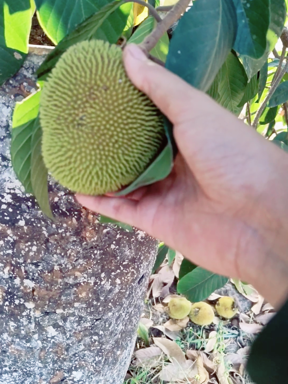 BUAH APA INI GYS?  #fypシ゚viral #creatorsearchinsights #padahariini 