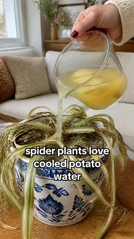 Most people don't realize their kitchen sink is basically a plant pharmacy 🌿 Spider plants, fiddle-leafs, calatheas, monsteras, jade, orchids, anthuriums… every single one has a favorite 