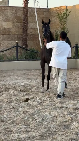 #بطولات_جمال_الخيل #مرابط_الخيل_العربية #بطولات_الخيل_الدولية #فهد_سعد_الخيل_فتنة_خيال❤️_🐎 #الخيل_فتنة_وأنا_في_حبها_مفتون🐎🧿 