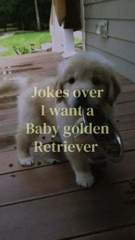 I WANY A BABY GOLDEN RETRIEVER NOW!!!!#fyp#viral#babygoldenretriever#relatable 