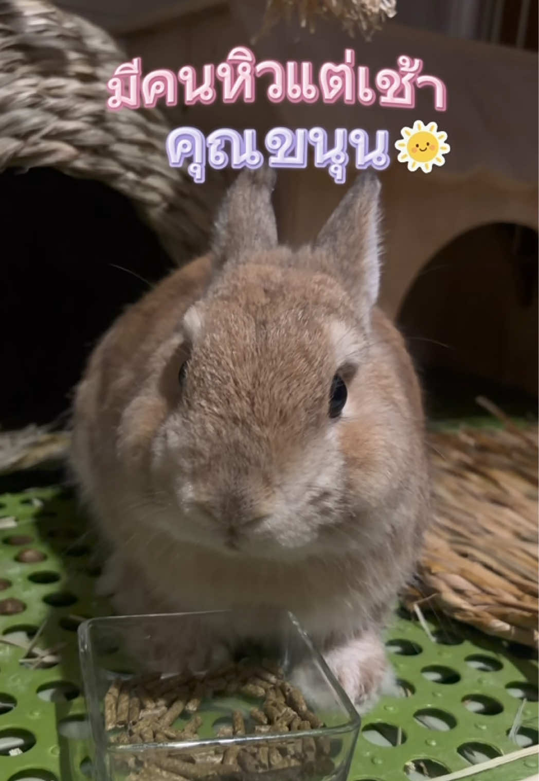 🐰🐰#ขนุนกระต่าย #เทรนด์วันนี้ 