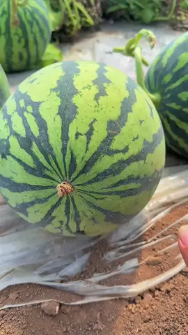 membuka semangka yang sangat renyah dengan satu ketukan jari😋🍉#watermelon #fruit #asmr #fyp 