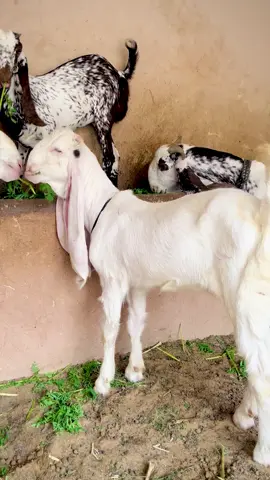 Mashallah 🥰 #shoq #❤️❤️❤️ #viral #viralvideo #fouryou 