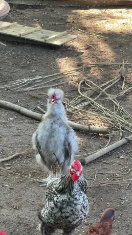 Good Sunday morning #wakeywakey #rooster #roo #morning #wakeup  