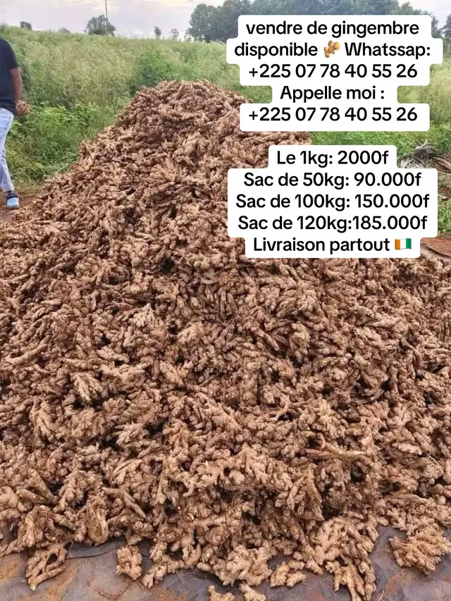 vendre de gingembre disponible 🫚 Whatssap: +225 07 78 40 55 26 Appelle moi : +225 07 78 40 55 26 Le 1kg: 2000f Sac de 50kg: 90.000f Sac de 100kg: 150.000f Sac de 120kg:185.000f Livraison partout 🇨🇮
